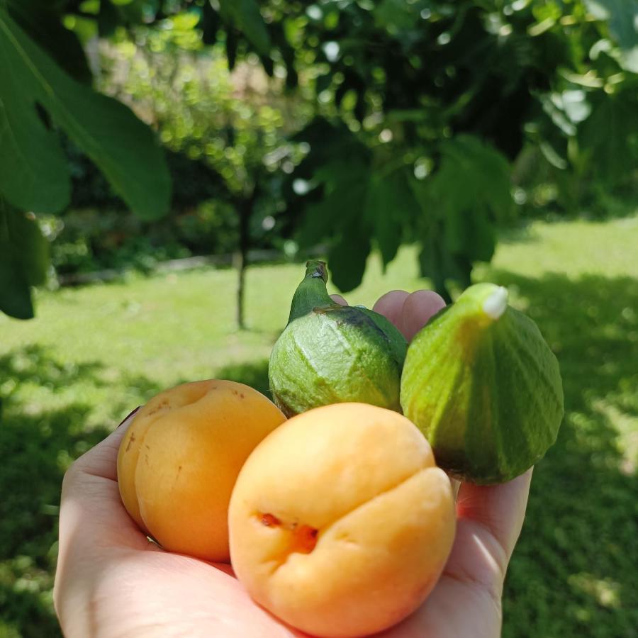 برينو Corte Giorgi المظهر الخارجي الصورة